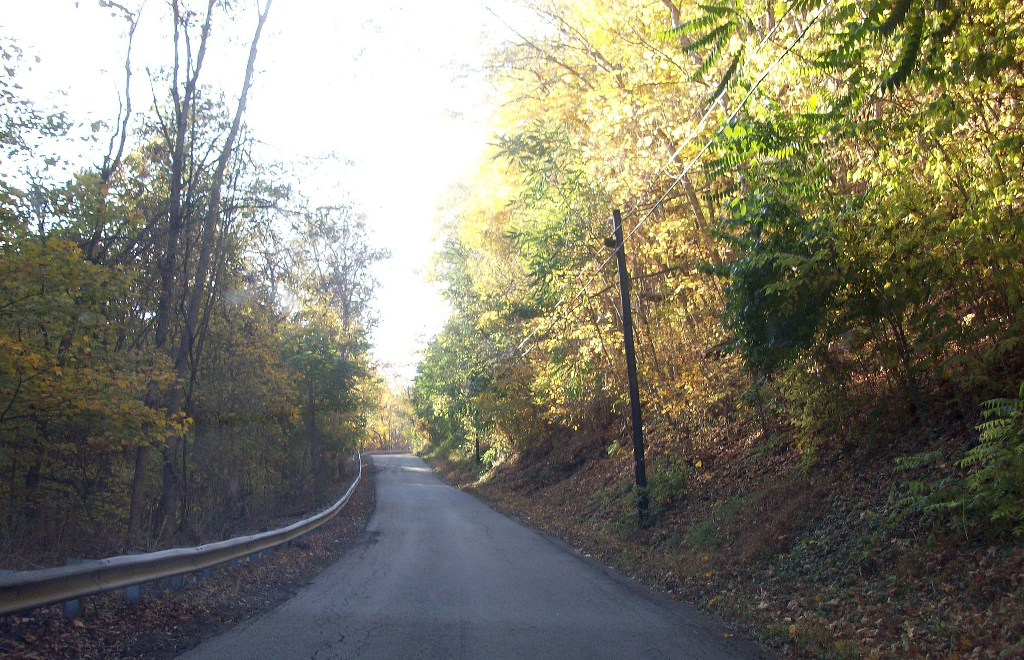 empty rural road surrounded by trees