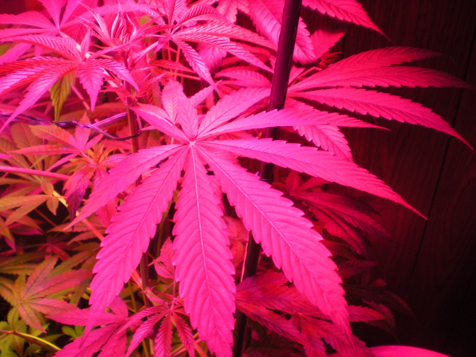 medical marijuana plant