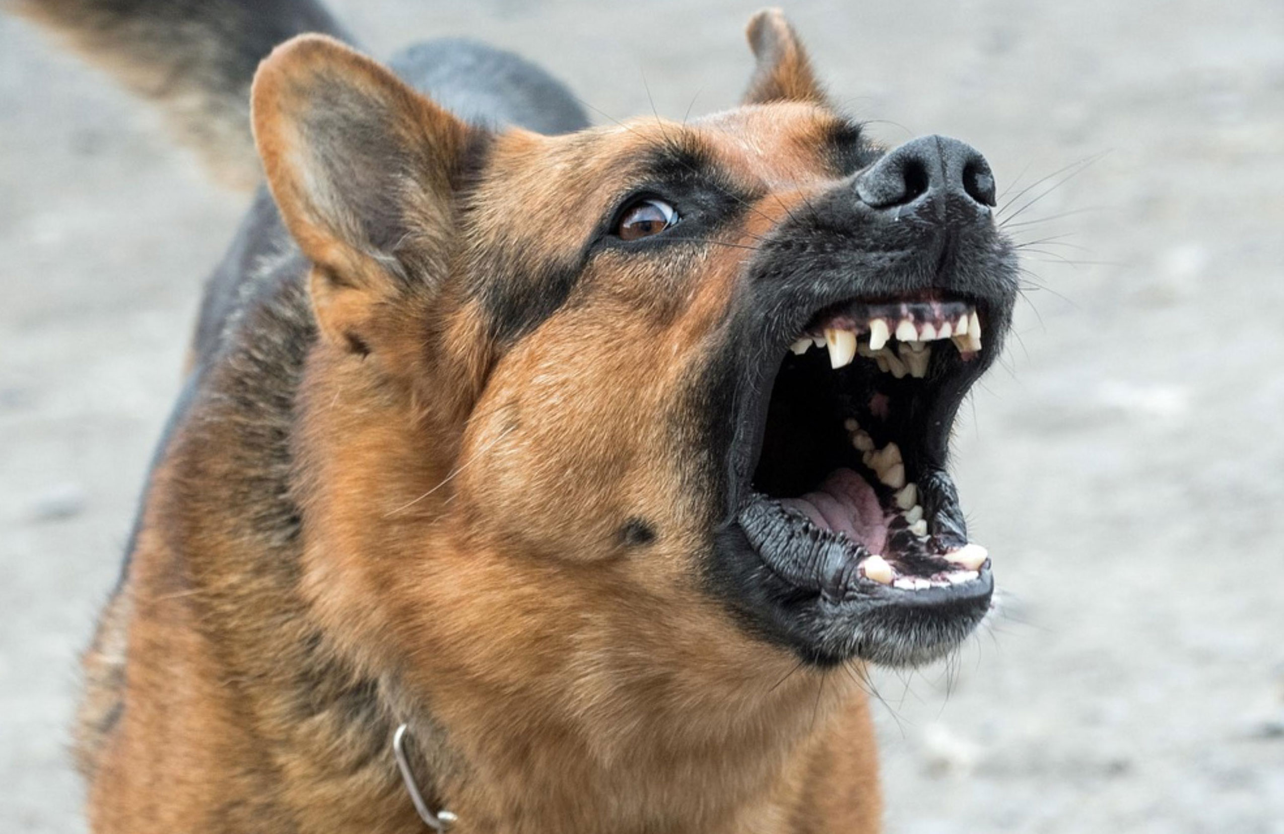 snarling german shepherd dog ready to bite