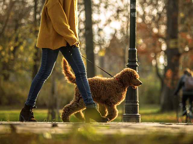 woman walking dog in city park