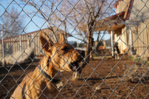 barking brown dog behind fence