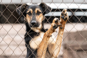 brown and black dog behind fence