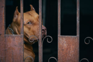 pitbull behind rusty fence