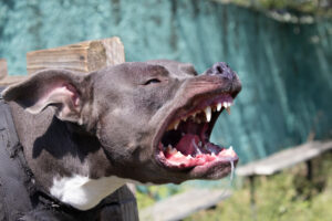 Woman Hurt in Pit Bull Attack on Elston St