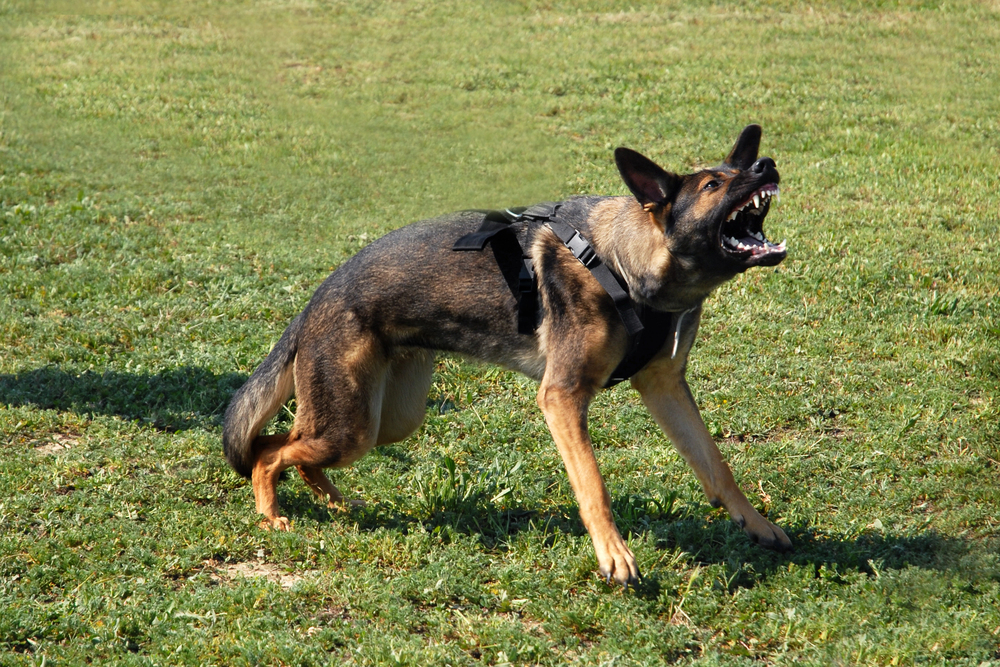 Woman Bitten by Dog on Ridge Ave